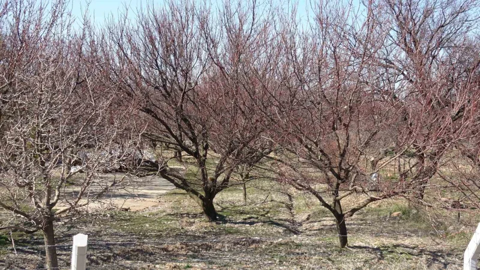 Kay�s�da kritik bak�m d�nemi ba�lad�