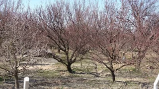 Kay�s�da kritik bak�m d�nemi ba�lad�