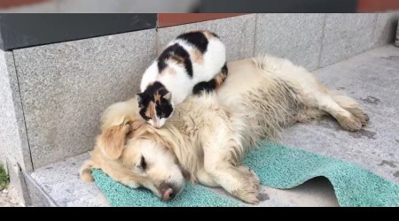 Kedi ile köpeğin şaşırtan dostluğu