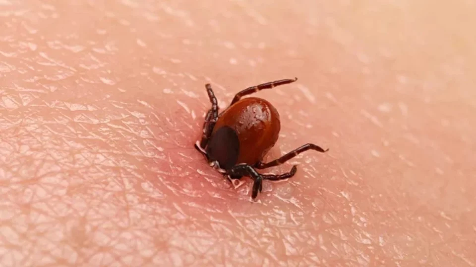 Kene kabusu geri geldi: Bu sene pop�lasyon daha fazla olabilir