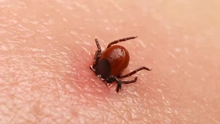 Kene kabusu geri geldi: Bu sene pop�lasyon daha fazla olabilir