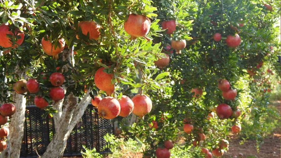 Kilis'te nar hasadı başladı