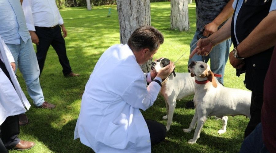 Kimliklendirme yapmayan tehlikeli �rk k�pek sahiplerine para cezas� 