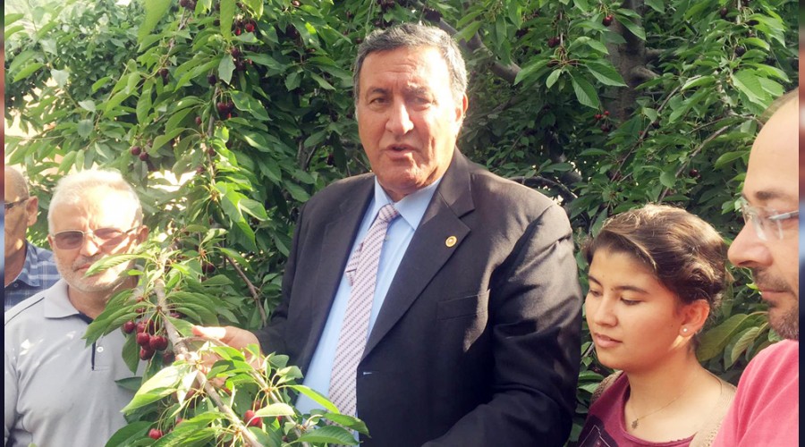 Kiraz �reticisi para kazanam�yor