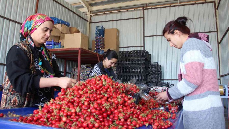 Kirazda fiyatlar 40 ile 80 TL band�nda