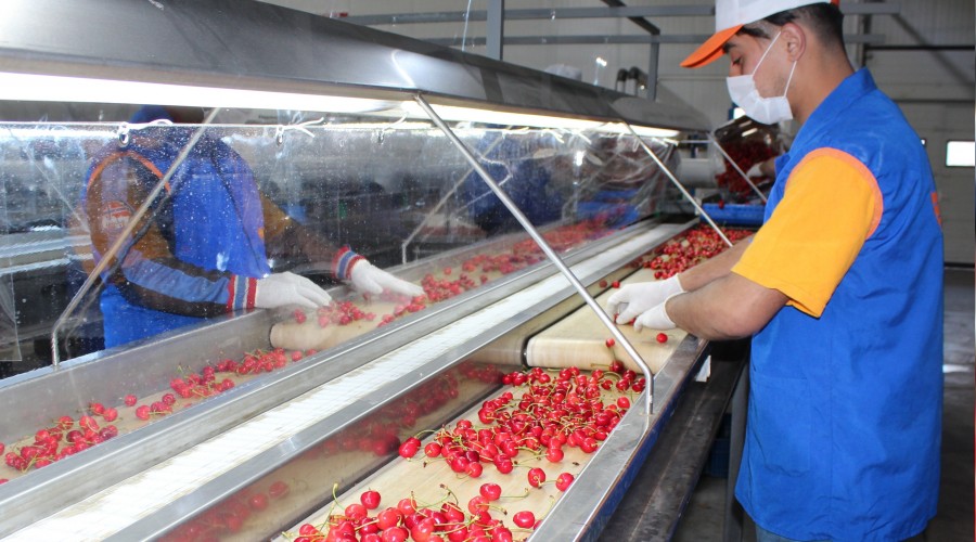 Kirazda ihracat rekoru bekleniyor