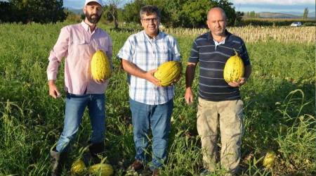 Kırkağaç kavununda ilk hasat