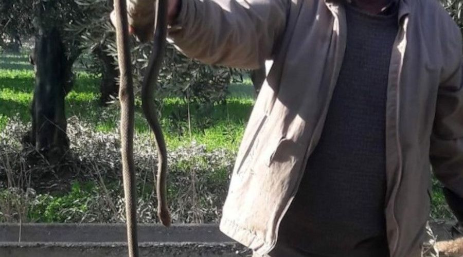 Kış ayında ortaya çıkan yılan korkuttu