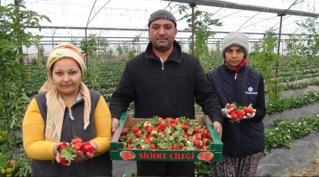 Kış ortasında çilek hasadı