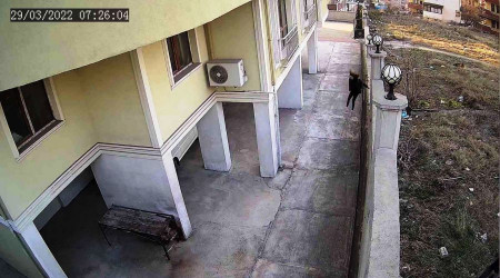 Kız çocuğu köpeklerden duvardan atlayarak kurtuldu
