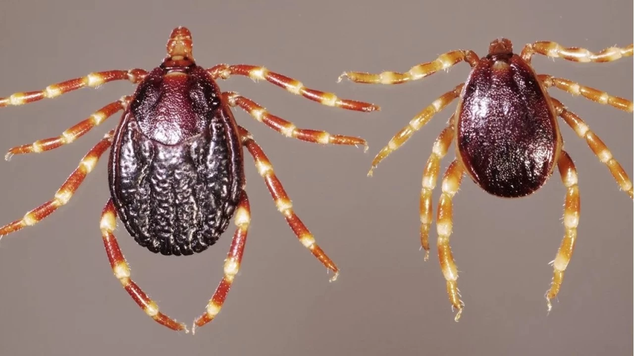 KKKA vakalar� art��ta