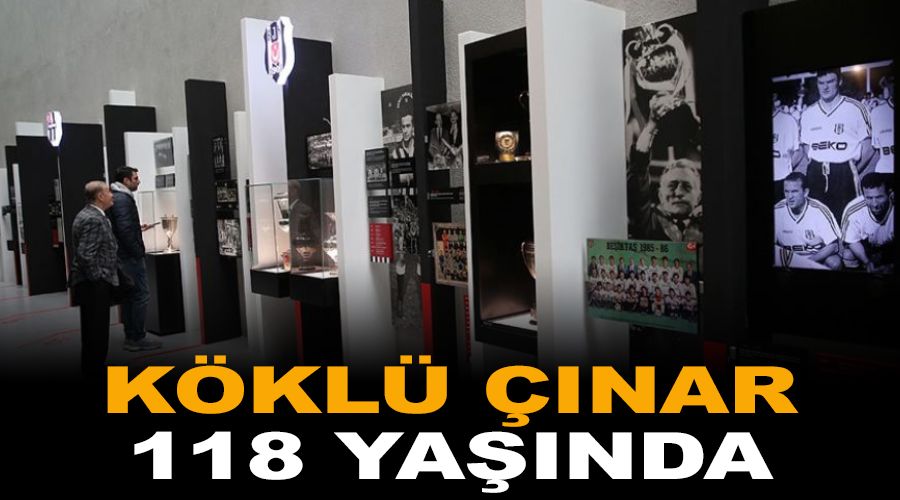 Köklü çınar 118 yaşında