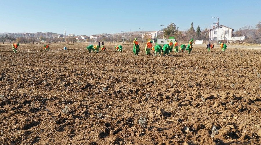 Konya'da tıbbi aromatik bitki yetişecek
