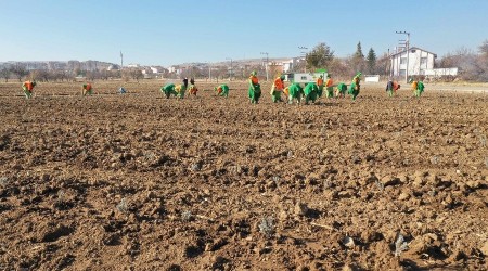 Konya'da tıbbi aromatik bitki yetişecek