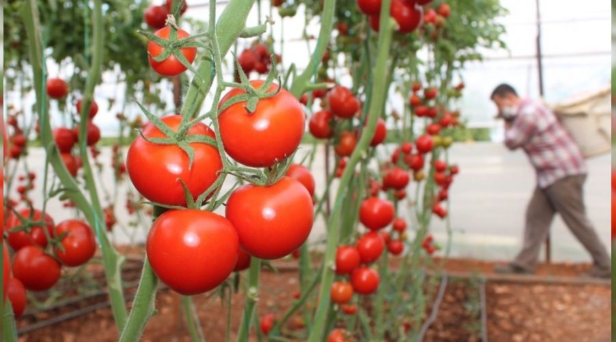 Kota artrm domates piyasasn umutlandrd