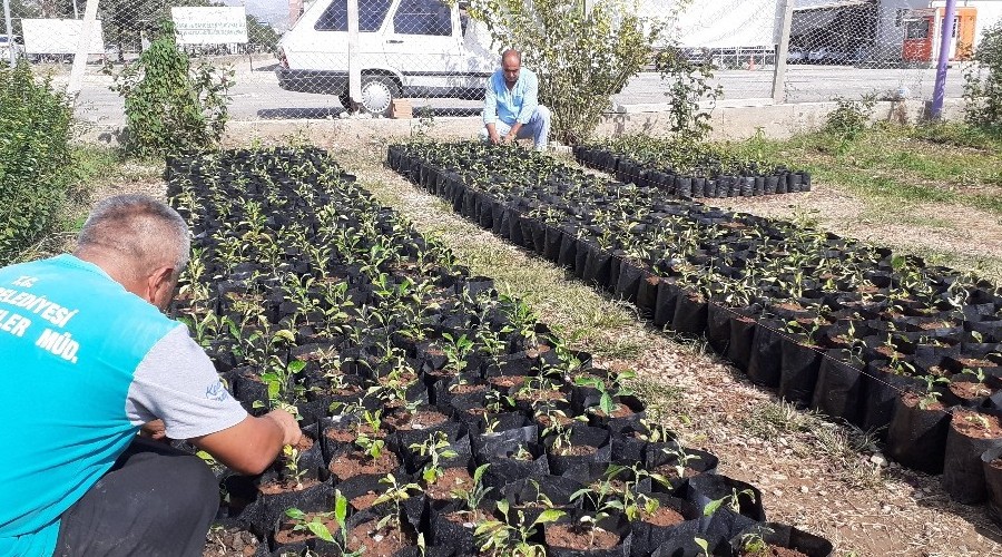 Kozan Belediyesi turunç fidanı üretiyor