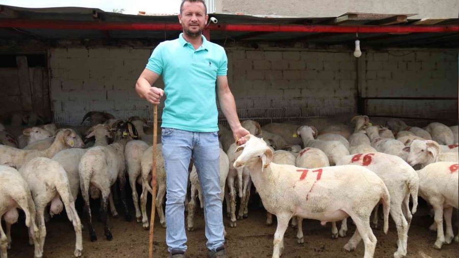 K���kba� kurbanl�k fiyatlar� daha uygun