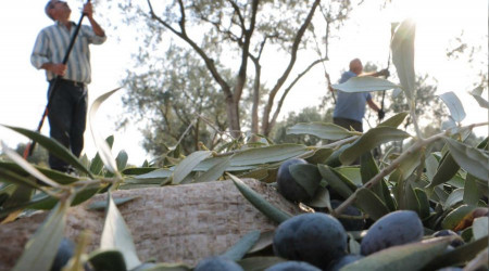 Kuraklık zeytinde İspanya'yı geriletti