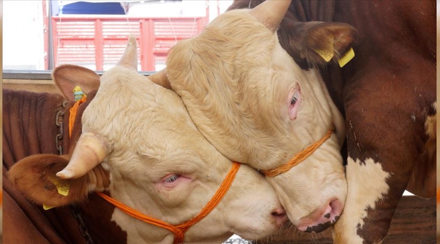 Kurbanlık fiyatları belli oldu