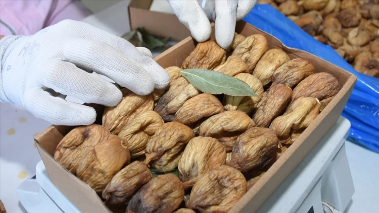 Kuru incirde hasat erken başladı