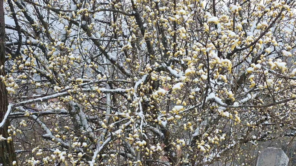 K�tahya'da nisan kar� �reticileri endi�elendirdi