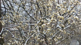 Kütahya'da nisan karı üreticileri endişelendirdi