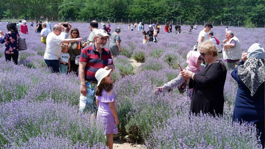 Lavanta tarlaları doğal stüdyoya döndü