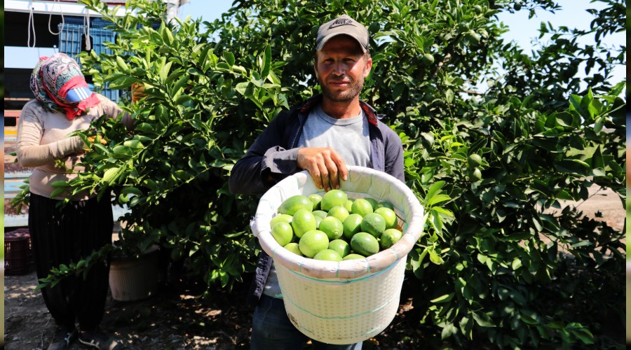 Limonda verim d���k fiyat y�ksek