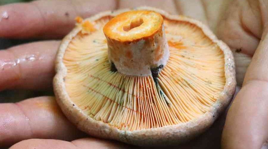 Mantar avc�lar� ormanlara ak�n ediyor