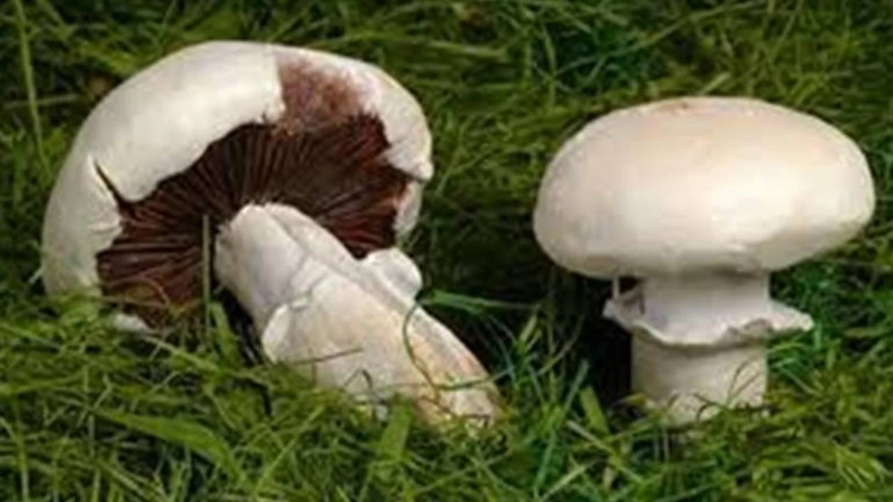 Mantardan zehirlenen anne ve k�z� hastaneye kald�r�ld�