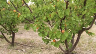 Mersin'de üretilen 200 bin ton kayısının yarısı ihraç edildi