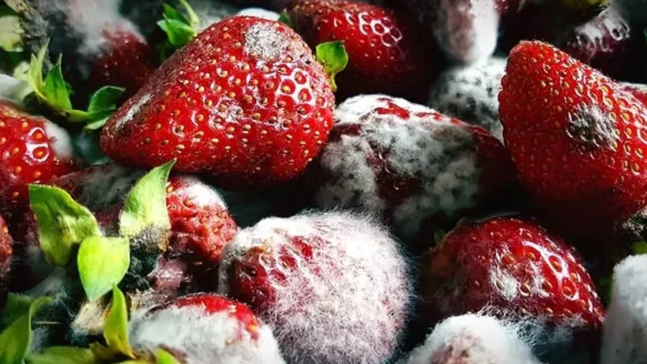 Meyvelerin ��r�mesini �nlemek i�in pratik bilgiler