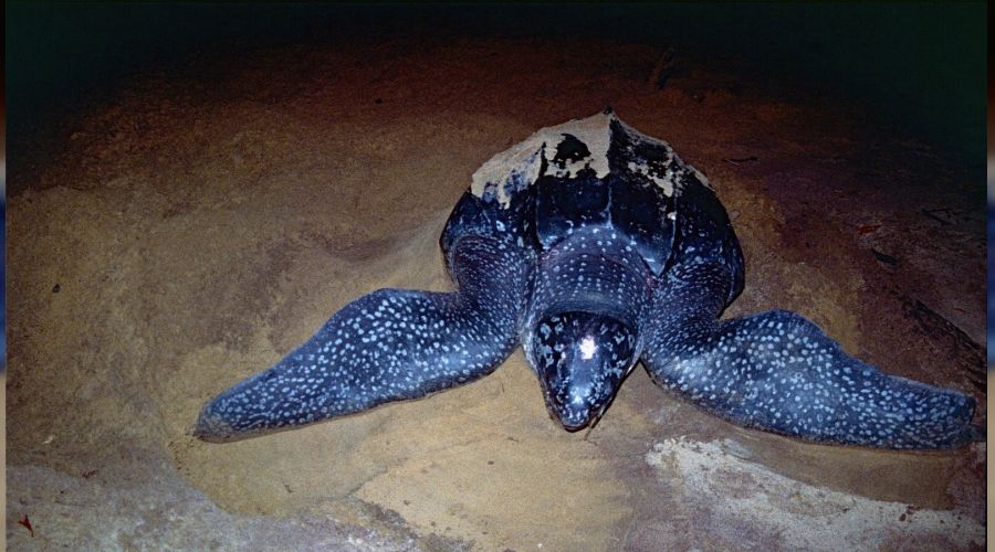 Mu�la k�y�lar�nda ilk defa g�r�ld�