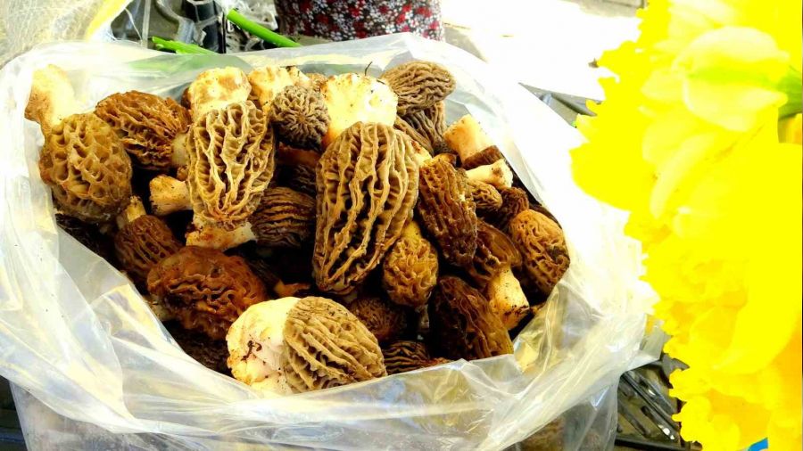 Mu�la'da kuzug�be�i alt�nla yar���yor