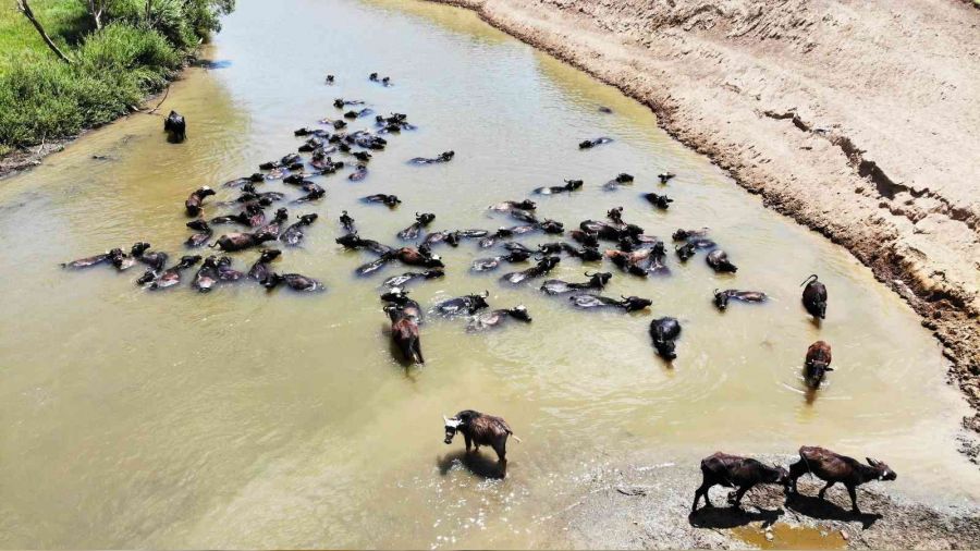 Muş'ta Afrika'yı andıran görüntüler