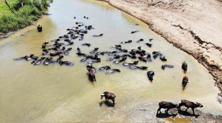 Muş'ta Afrika'yı andıran görüntüler