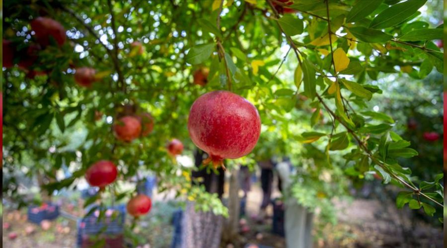 Nar da tarlada ucuza gidiyor