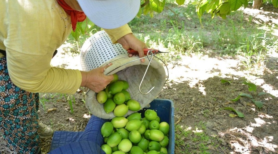 Narenciye hasadı başladı
