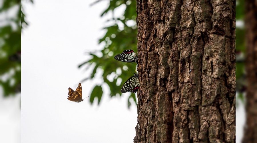 ‘Onlar Allah’ın yeryüzündeki emanetleridir’