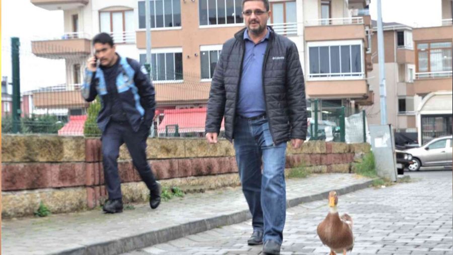 Ördeğiyle gezen adam: Sokakta, parkta bir an olsun sahibinin peşini bırakmıyor