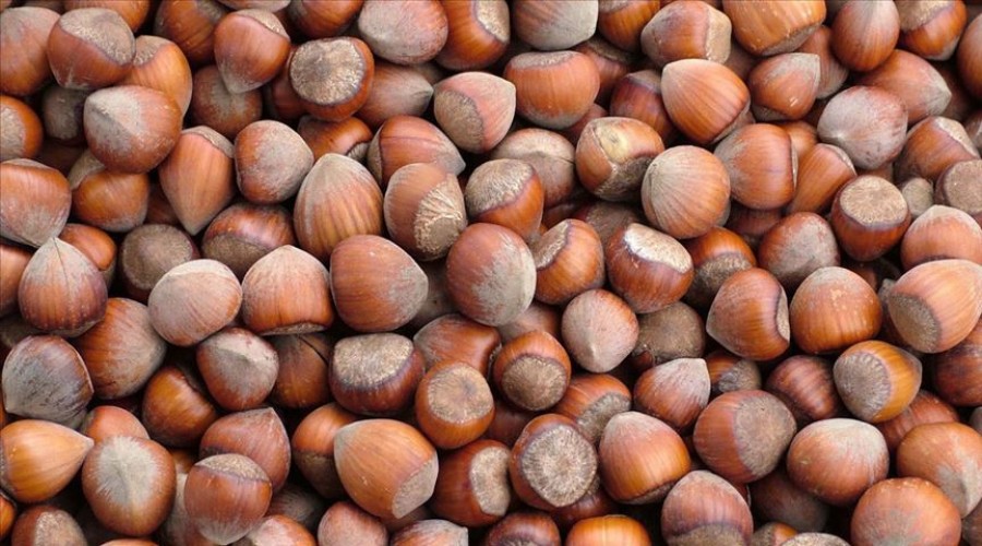 Ordu'da fındık 22,5 liradan işlem görüyor