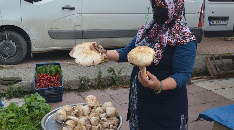 Ormandan topladıkları mantarı kazanca dönüştürdüler