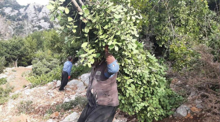 Ormanın definesi "Defne" de hasat zamanı