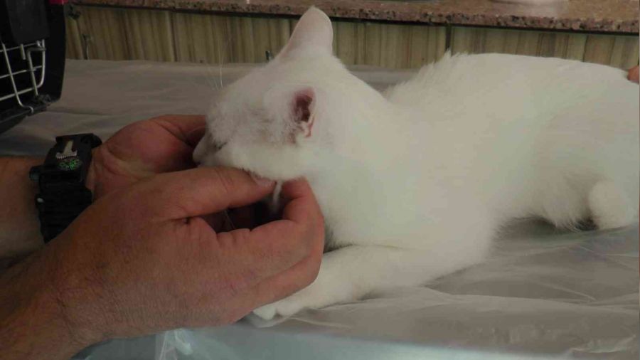 Pet hayvanlarında her tüy dökülmesi hastalık değil