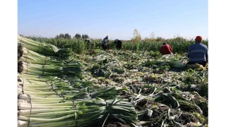 Pırasada rekolte iyi ama fiyat düşük