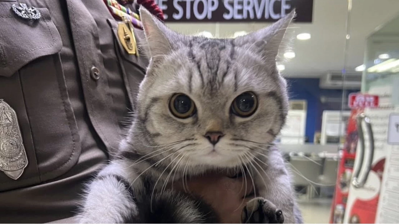 Polisleri ısıran kedinin artık sabıka kaydı var