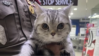 Polisleri sran kedinin artk sabka kayd var