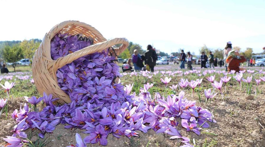 Safran hasadı için tarlalara akın edip bol bol fotoğraf çektirdiler