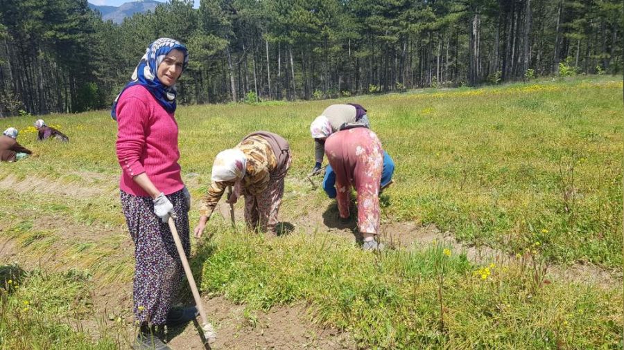 Safranda ekim mesaisi ba�lad�