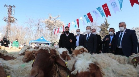 Şahinbey'de hayvan yetiştiricilerinin yüzü gülüyor